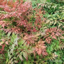 Nandina Obsession -Plant Sale Store apo obsession spring shades
