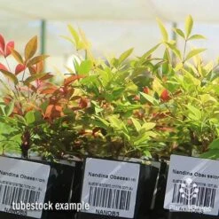 Nandina Obsession -Plant Sale Store apo obsession tubestock plants