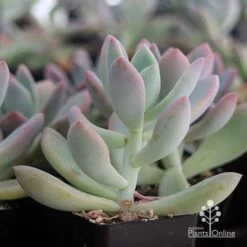 Graptoveria Opalina - Succulent 16 Graptoveria Opalina - Succulent -Plant Sale Store apo opalina colour shade