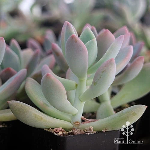 Graptoveria Opalina - Succulent 9 Graptoveria Opalina - Succulent - Image 7