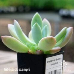 Graptoveria Opalina - Succulent 14 Graptoveria Opalina - Succulent -Plant Sale Store apo opalina tubestock colours
