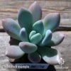 Graptoveria Opalina - Succulent 2 Graptoveria Opalina - Succulent -Plant Sale Store apo opalina tubestock top 1