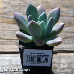 Graptoveria Opalina - Succulent 13 Graptoveria Opalina - Succulent -Plant Sale Store apo opalina tubestock 1