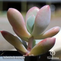 Graptoveria Opalina - Succulent 17 Graptoveria Opalina - Succulent -Plant Sale Store apo opalina tubestock 2