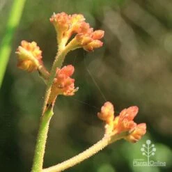 Anigozanthos Orange Cross - Kangaroo Paw 14 Anigozanthos Orange Cross - Kangaroo Paw -Plant Sale Store apo orange cross kangaroo paw buds2