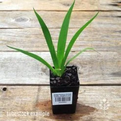 Anigozanthos Orange Cross - Kangaroo Paw 13 Anigozanthos Orange Cross - Kangaroo Paw -Plant Sale Store apo orange cross kangaroo paw tubestock