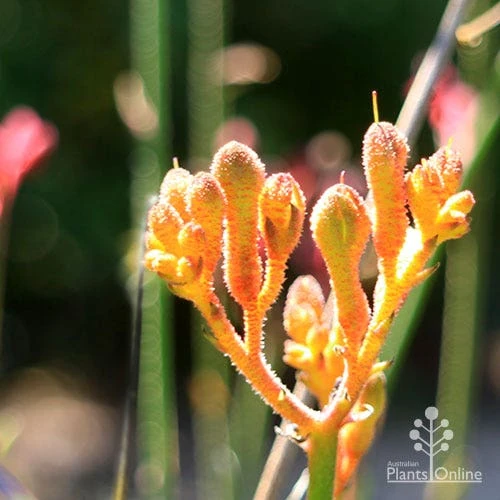 Anigozanthos Orange Cross - Kangaroo Paw 4 Anigozanthos Orange Cross - Kangaroo Paw - Image 2