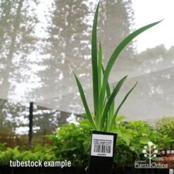 Anigozanthos Orange Cross - Kangaroo Paw 19 Anigozanthos Orange Cross - Kangaroo Paw -Plant Sale Store apo orange cross tubestock