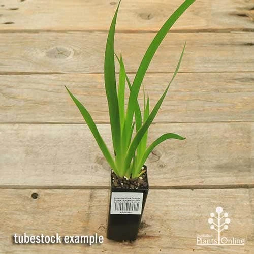 Anigozanthos Orange Cross - Kangaroo Paw 7 Anigozanthos Orange Cross - Kangaroo Paw - Image 5