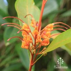 Grevillea Orange Marmalade 31 Grevillea Orange Marmalade -Plant Sale Store apo orange marmalade flower closeup