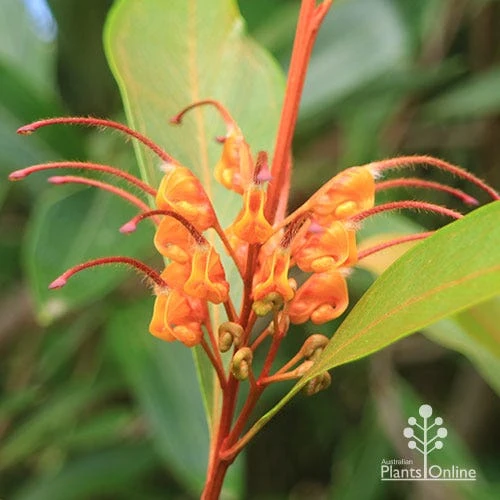 Grevillea Orange Marmalade 13 Grevillea Orange Marmalade - Image 11