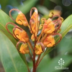 Grevillea Orange Marmalade 27 Grevillea Orange Marmalade -Plant Sale Store apo orange marmalade flower july
