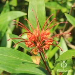 Grevillea Orange Marmalade 33 Grevillea Orange Marmalade -Plant Sale Store apo orange marmalade grevillea flower above