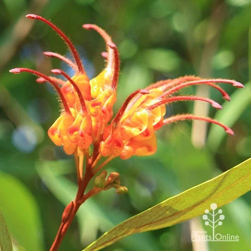 Grevillea Orange Marmalade 18 Grevillea Orange Marmalade - Image 16