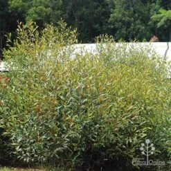 Grevillea Orange Marmalade 35 Grevillea Orange Marmalade -Plant Sale Store apo orange marmalade in nursery