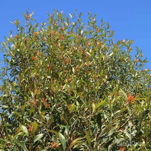 Grevillea Orange Marmalade 6 Grevillea Orange Marmalade - Image 4