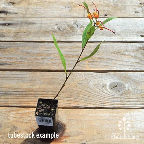 Grevillea Orange Marmalade 16 Grevillea Orange Marmalade - Image 14