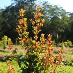 Syzygium Orange Twist - Lilly Pilly 13 Syzygium Orange Twist - Lilly Pilly -Plant Sale Store apo orange twist nursery