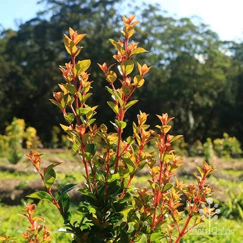 Syzygium Orange Twist - Lilly Pilly 8 Syzygium Orange Twist - Lilly Pilly - Image 6
