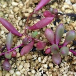 Othonna Ruby Necklace - Little Pickles - Succulent 12 Othonna Ruby Necklace - Little Pickles - Succulent -Plant Sale Store apo othonna purple colour