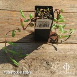 Othonna Ruby Necklace - Little Pickles - Succulent 13 Othonna Ruby Necklace - Little Pickles - Succulent -Plant Sale Store apo othonna ruby necklace tubestock top