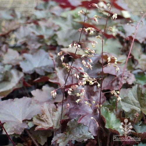 Heuchera Palace Purple - Coral Bells 3 Heuchera Palace Purple - Coral Bells