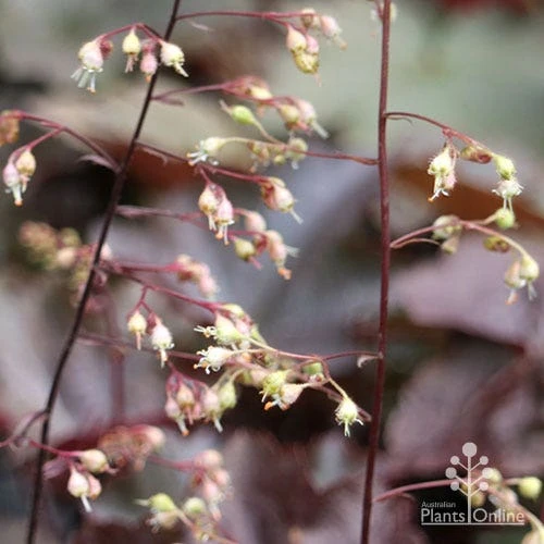 Heuchera Palace Purple - Coral Bells 11 Heuchera Palace Purple - Coral Bells - Image 9