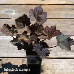 Heuchera Palace Purple - Coral Bells 15 Heuchera Palace Purple - Coral Bells -Plant Sale Store apo palace purple heuchera tubestock top