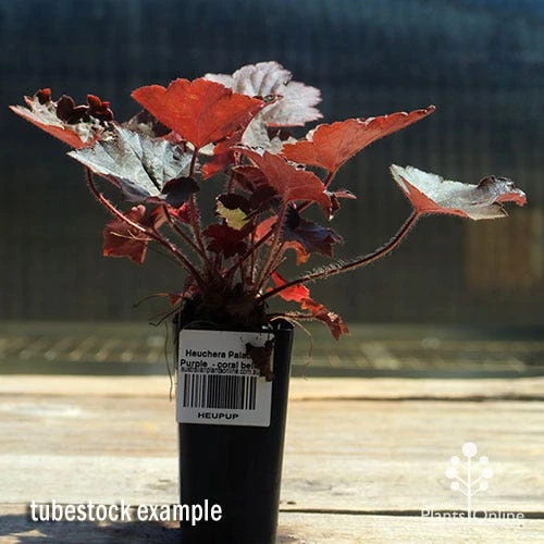 Heuchera Palace Purple - Coral Bells 10 Heuchera Palace Purple - Coral Bells - Image 8