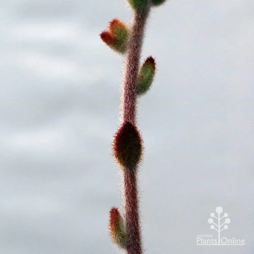 Kalanchoe Tomentosa – Panda Plant - Succulent 13 Kalanchoe Tomentosa – Panda Plant - Succulent - Image 11