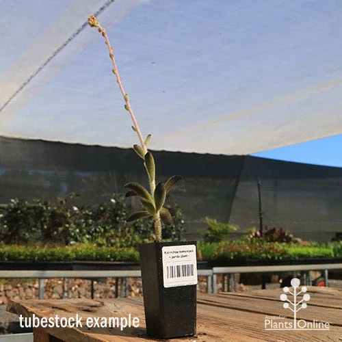 Kalanchoe Tomentosa – Panda Plant - Succulent 7 Kalanchoe Tomentosa – Panda Plant - Succulent - Image 5