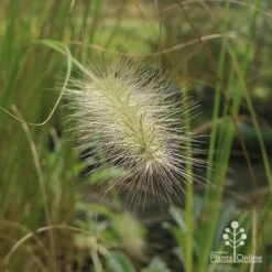 Pennisetum Alopecuroides - Swamp Fountain Grass 22 Pennisetum Alopecuroides - Swamp Fountain Grass -Plant Sale Store apo pennisetum alopec awn