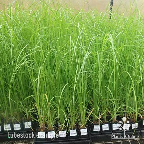 Pennisetum Alopecuroides - Swamp Fountain Grass 8 Pennisetum Alopecuroides - Swamp Fountain Grass - Image 6