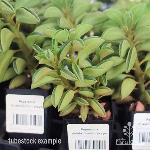 Peperomia Dolabriformis - Prayer Pepper - Succulent 5 Peperomia Dolabriformis - Prayer Pepper - Succulent - Image 3