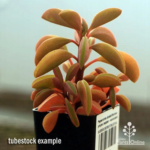 Peperomia Dolabriformis - Prayer Pepper - Succulent 8 Peperomia Dolabriformis - Prayer Pepper - Succulent - Image 6