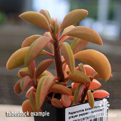 Peperomia Dolabriformis - Prayer Pepper - Succulent 9 Peperomia Dolabriformis - Prayer Pepper - Succulent - Image 7