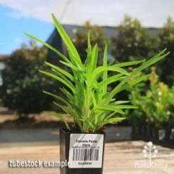 Dianella Petite Marie 14 Dianella Petite Marie -Plant Sale Store apo petite marie dianella tubestock