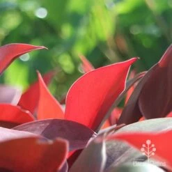 Philodendron Prince Of Orange 13 Philodendron Prince Of Orange -Plant Sale Store apo philo prince of orange leaf