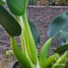 Philodendron Fat Boy 1 Philodendron Fat Boy -Plant Sale Store apo philodendron fat boy mature stems