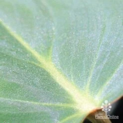 Philodendron Gloriosum - Velvet Philodendron 12 Philodendron Gloriosum - Velvet Philodendron -Plant Sale Store apo philodendron gloriosum glittery