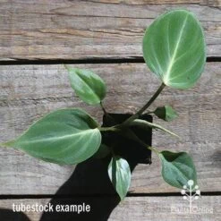 Philodendron Gloriosum - Velvet Philodendron 10 Philodendron Gloriosum - Velvet Philodendron -Plant Sale Store apo philodendron gloriosum tubestock top