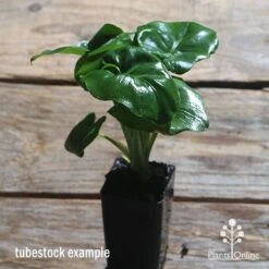 Philodendron Super Atom 18 Philodendron Super Atom -Plant Sale Store apo philodendron super atom tubestock
