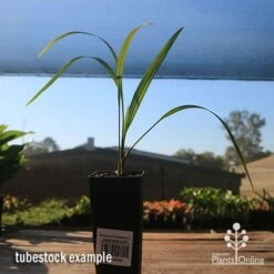 Phoenix Roebelenii - Dwarf Date Palm -Plant Sale Store apo phoenix palm tubestock 1