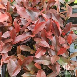 Photinia Black Jack 27 Photinia Black Jack -Plant Sale Store apo photinia black jack