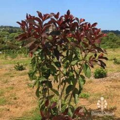 Photinia Black Jack 22 Photinia Black Jack -Plant Sale Store apo photinia black jack bush
