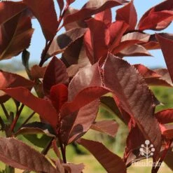 Photinia Black Jack 24 Photinia Black Jack -Plant Sale Store apo photinia black jack colour