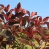 Photinia Black Jack 1 Photinia Black Jack -Plant Sale Store apo photinia black jack foliage