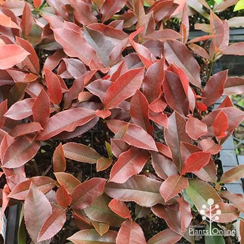Photinia Black Jack 15 Photinia Black Jack - Image 13