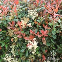 Photinia Red Robin -Plant Sale Store apo photinia flowers red leaves