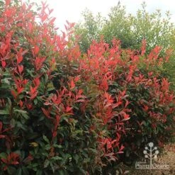 Photinia Red Robin -Plant Sale Store apo photinia hedge offices